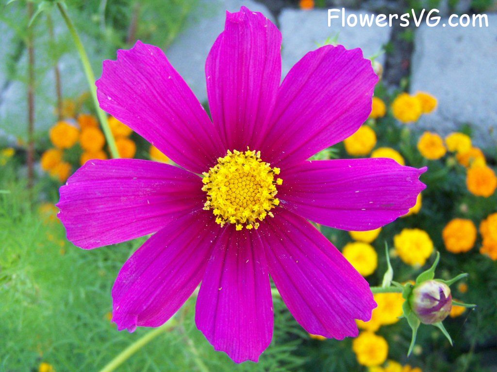 daisy flower Photo flowers_pics_5274.jpg