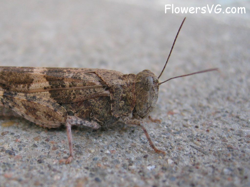 Photo grasshopper008.jpg