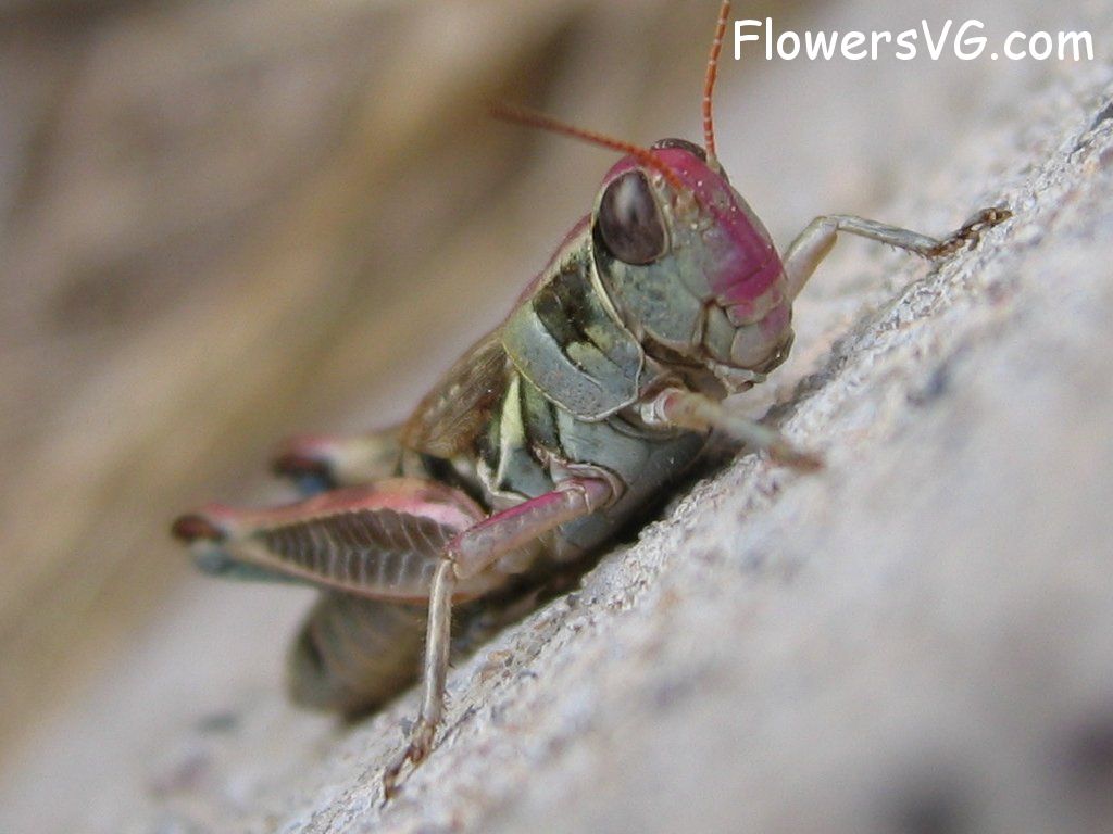Photo grasshopper014.jpg
