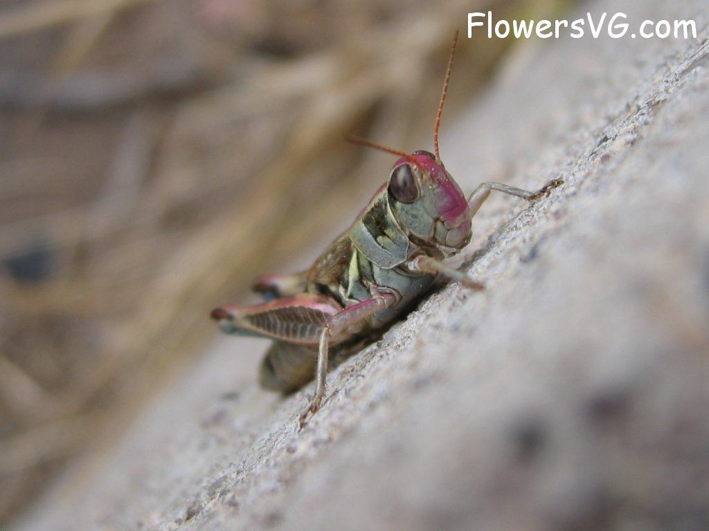 Photo grasshopper015.jpg