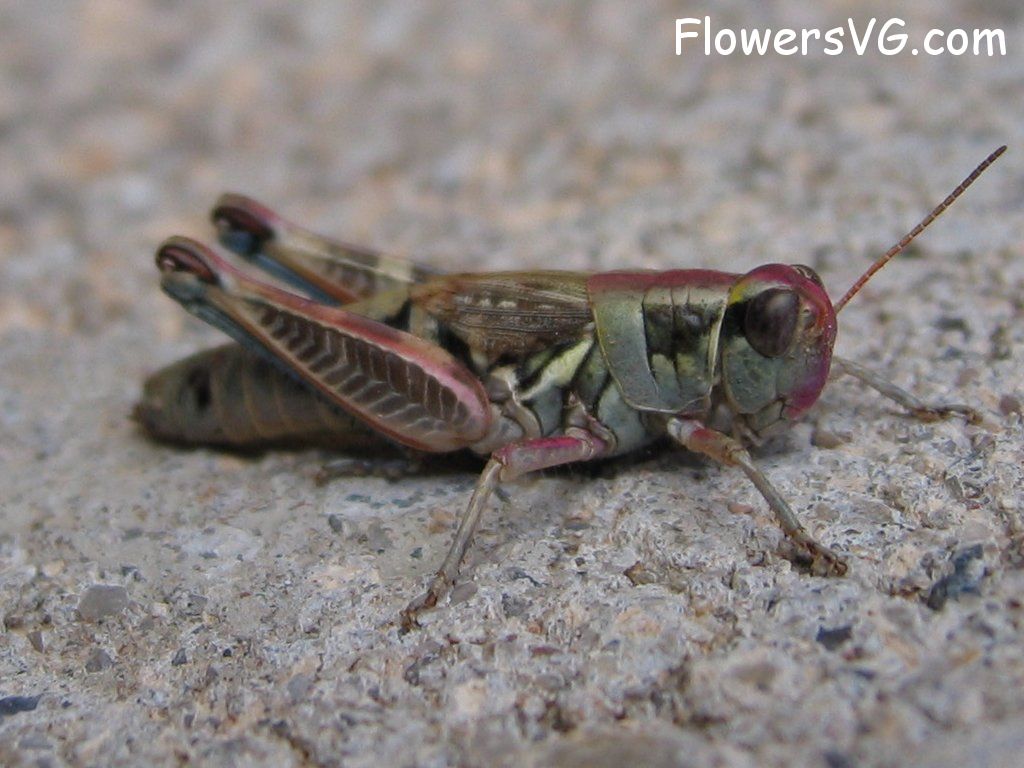 Photo grasshopper016.jpg