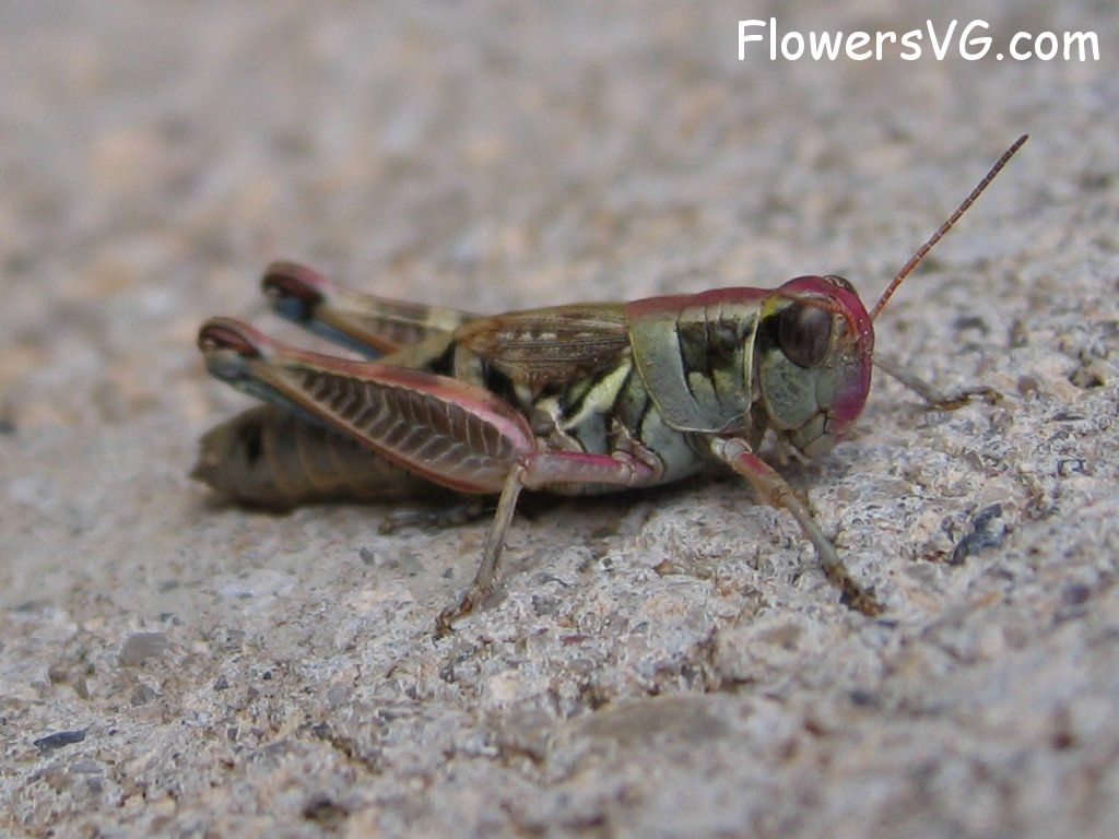 Photo grasshopper017.jpg