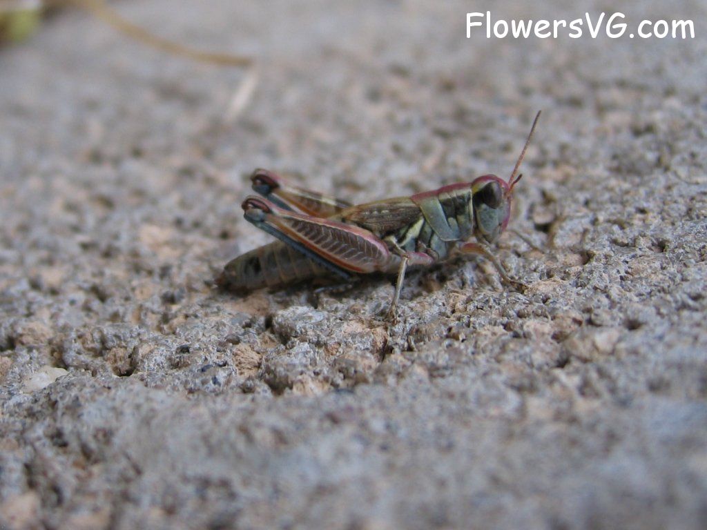 Photo grasshopper018.jpg