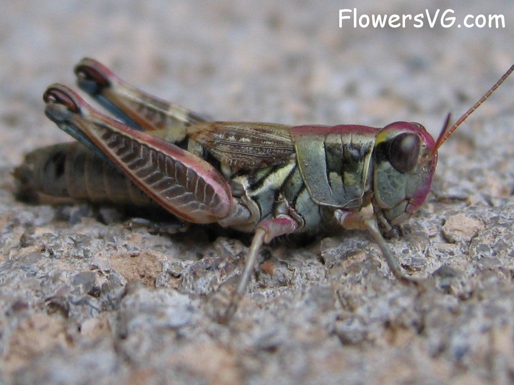Photo grasshopper023.jpg