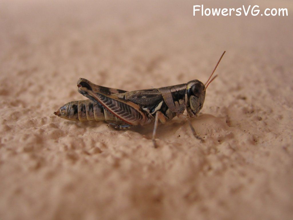 Photo grasshopper031.jpg