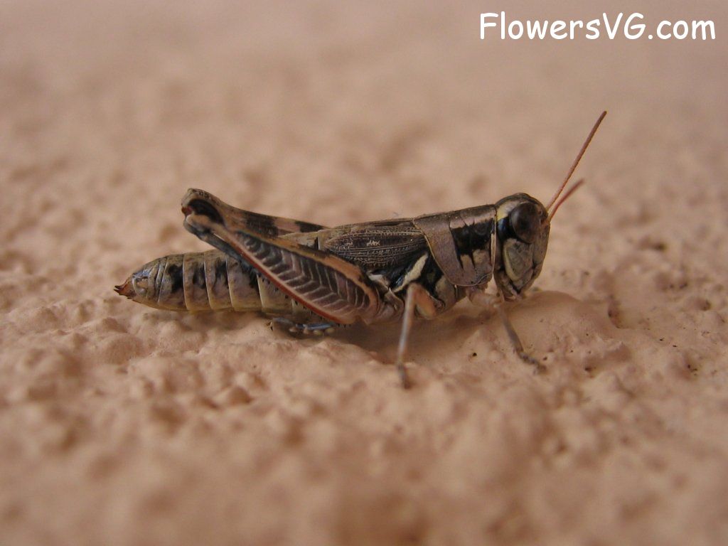 Photo grasshopper032.jpg