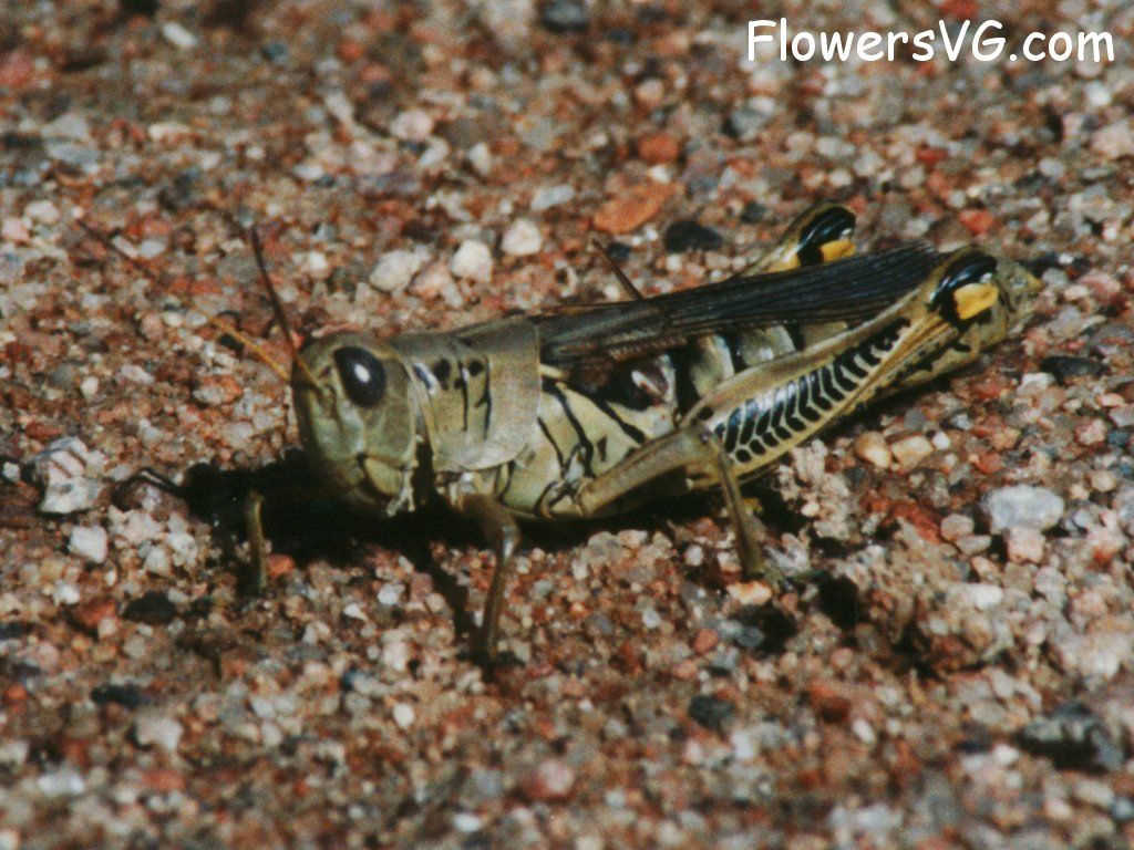 Photo grasshopper033.jpg