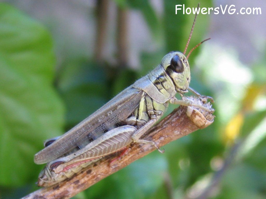 Photo grasshoppers003.jpg