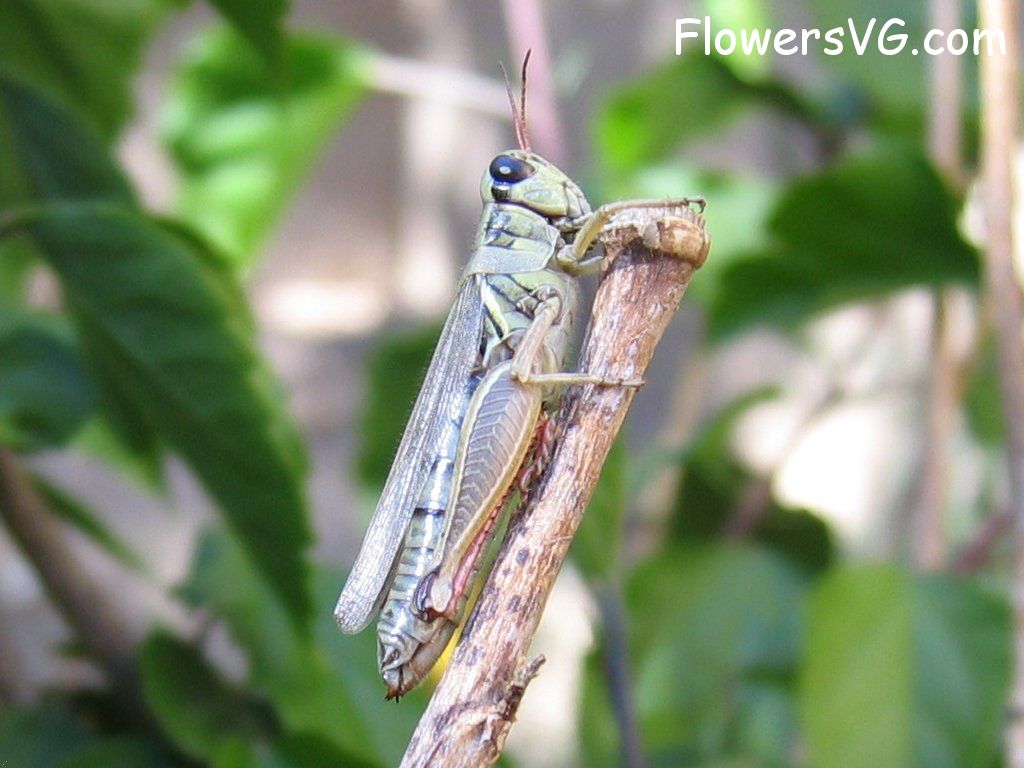 Photo grasshoppers004.jpg