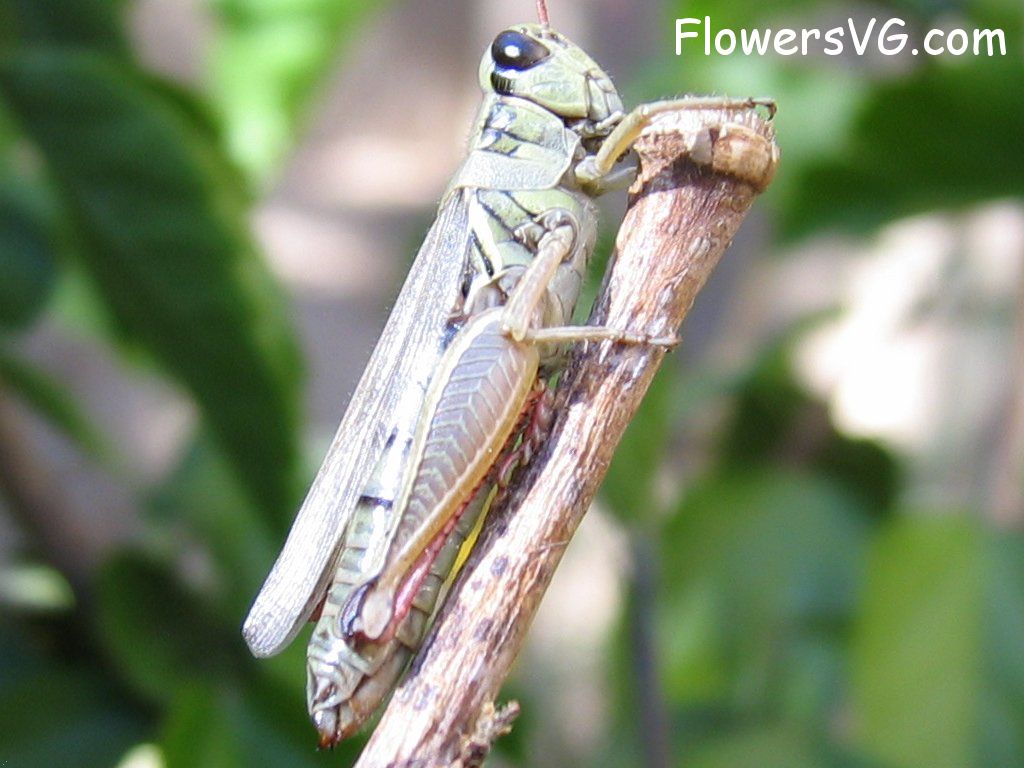 Photo grasshoppers005.jpg