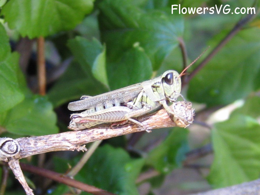 Photo grasshoppers006.jpg