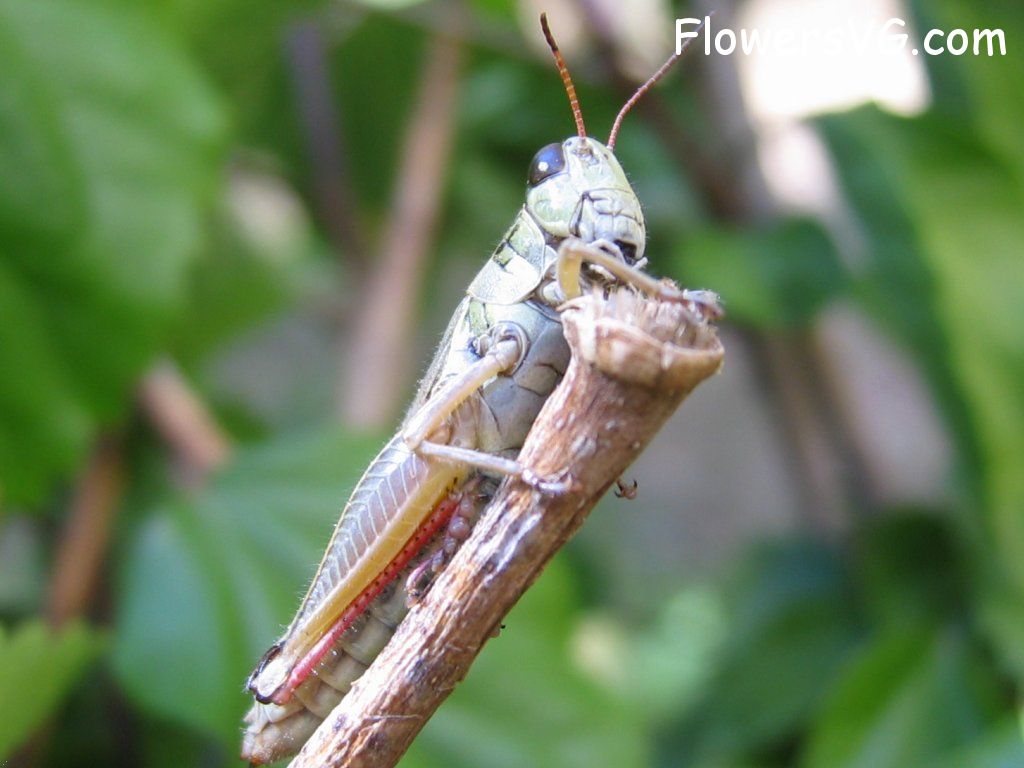 Photo grasshoppers009.jpg