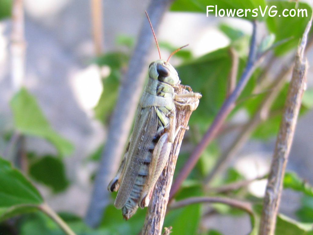 Photo grasshoppers010.jpg
