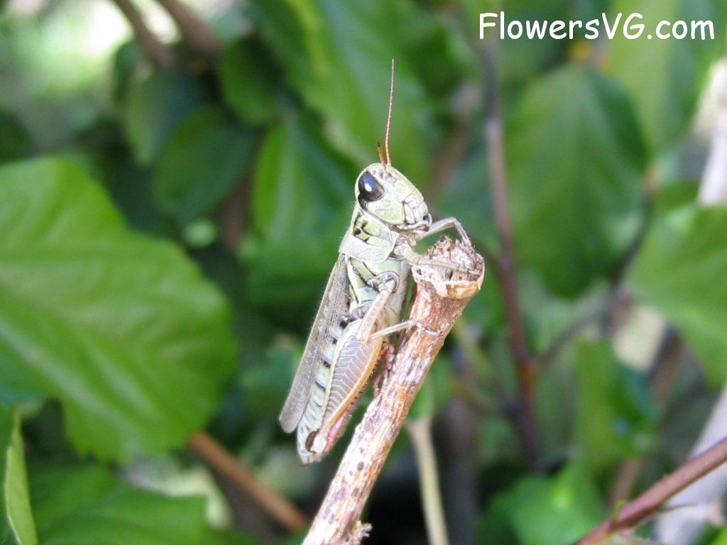 Photo grasshoppers011.jpg