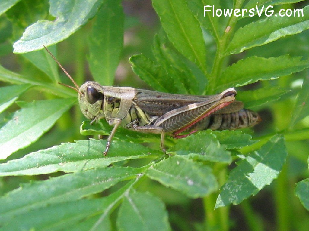 Photo grasshoppers014.jpg