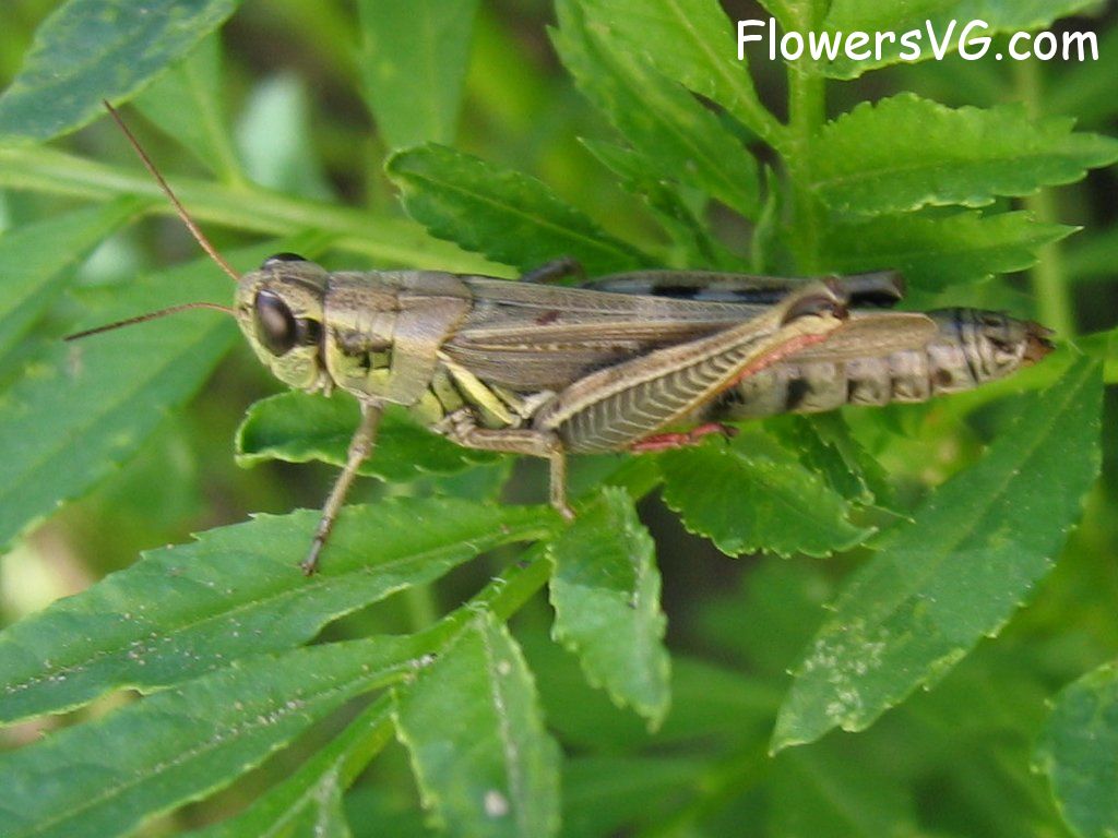 Photo grasshoppers015.jpg