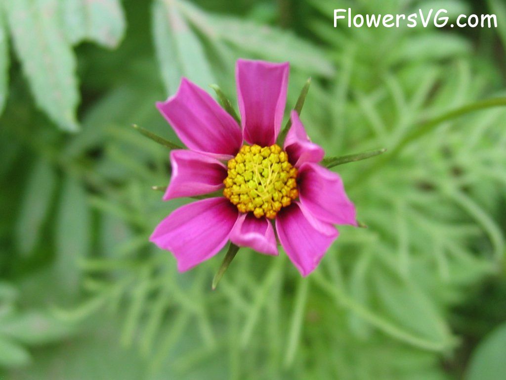 daisy flower Photo mflowers158.jpg