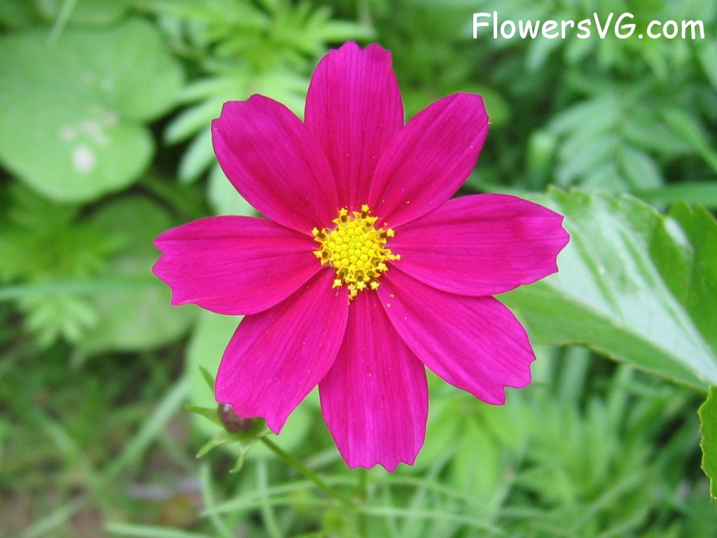 daisy flower Photo mflowers205.jpg