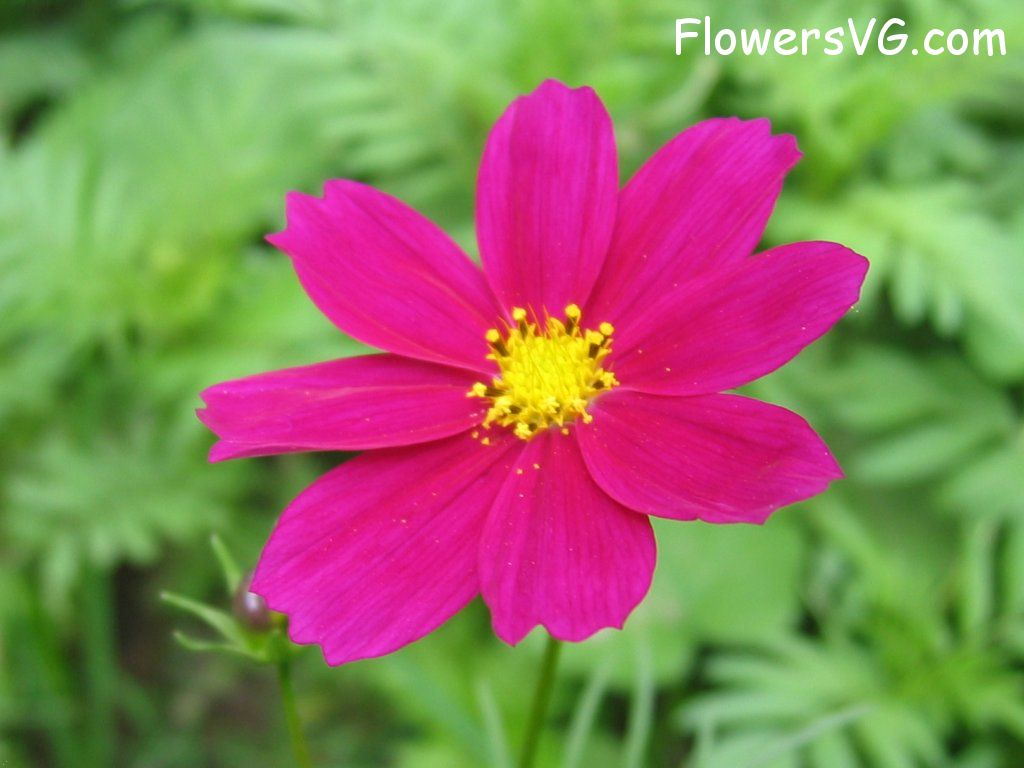 daisy flower Photo mflowers257.jpg