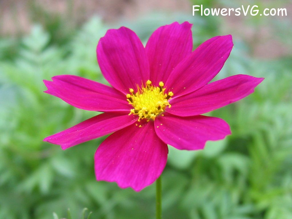 daisy flower Photo mflowers276.jpg