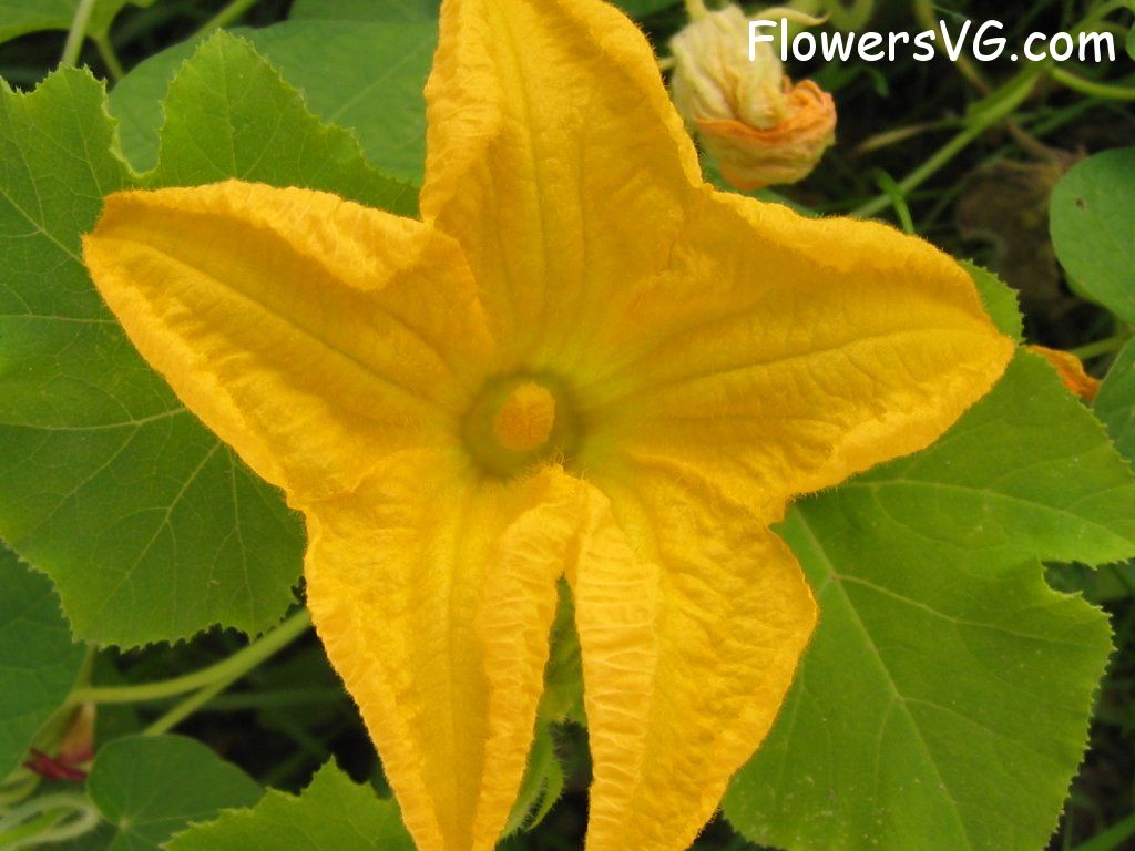 Photo mflowers320.jpg