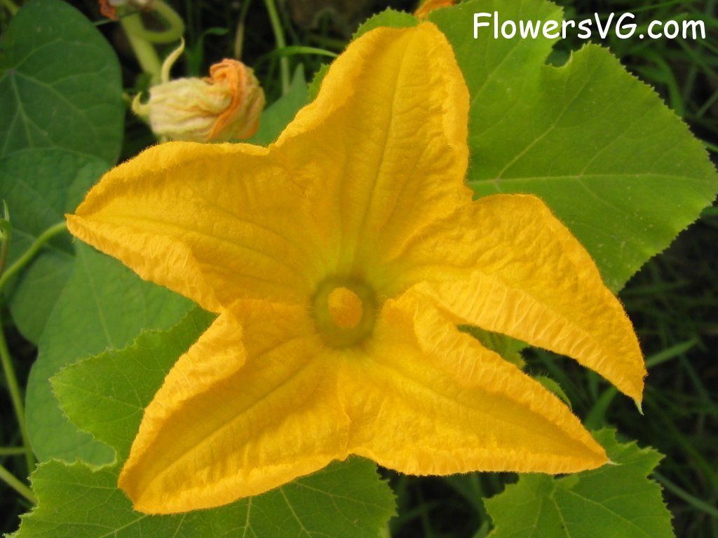 Photo mflowers328.jpg