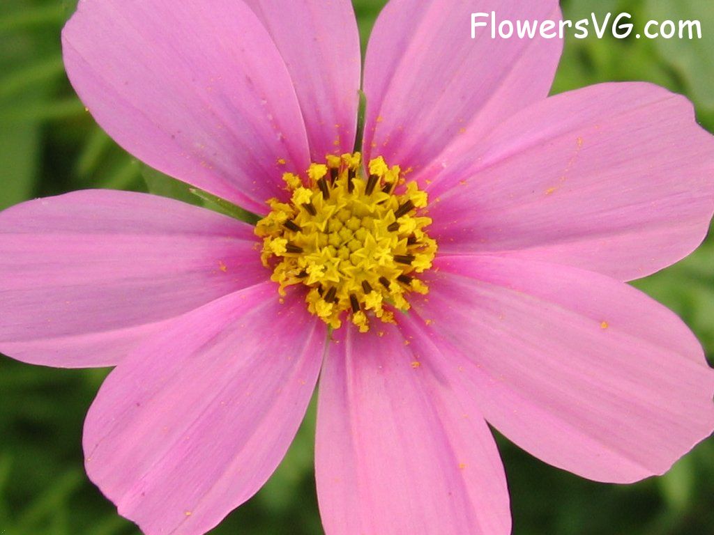 daisy flower Photo mflowers364.jpg