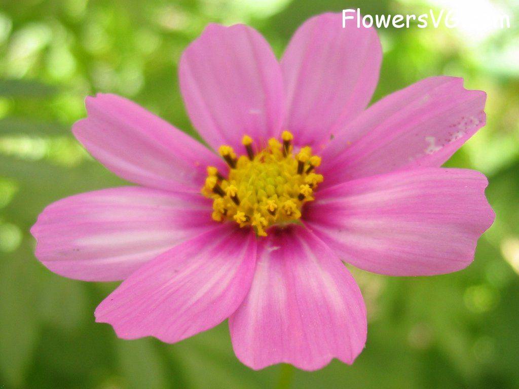 daisy flower Photo mflowers404.jpg