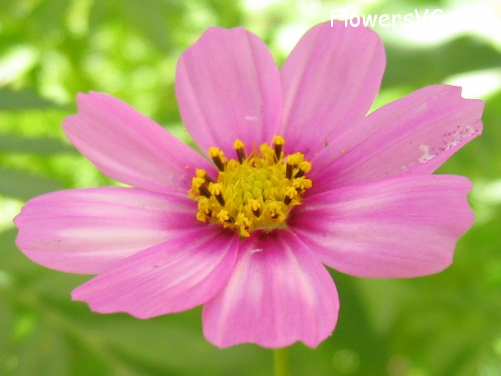 daisy flower Photo mflowers405.jpg