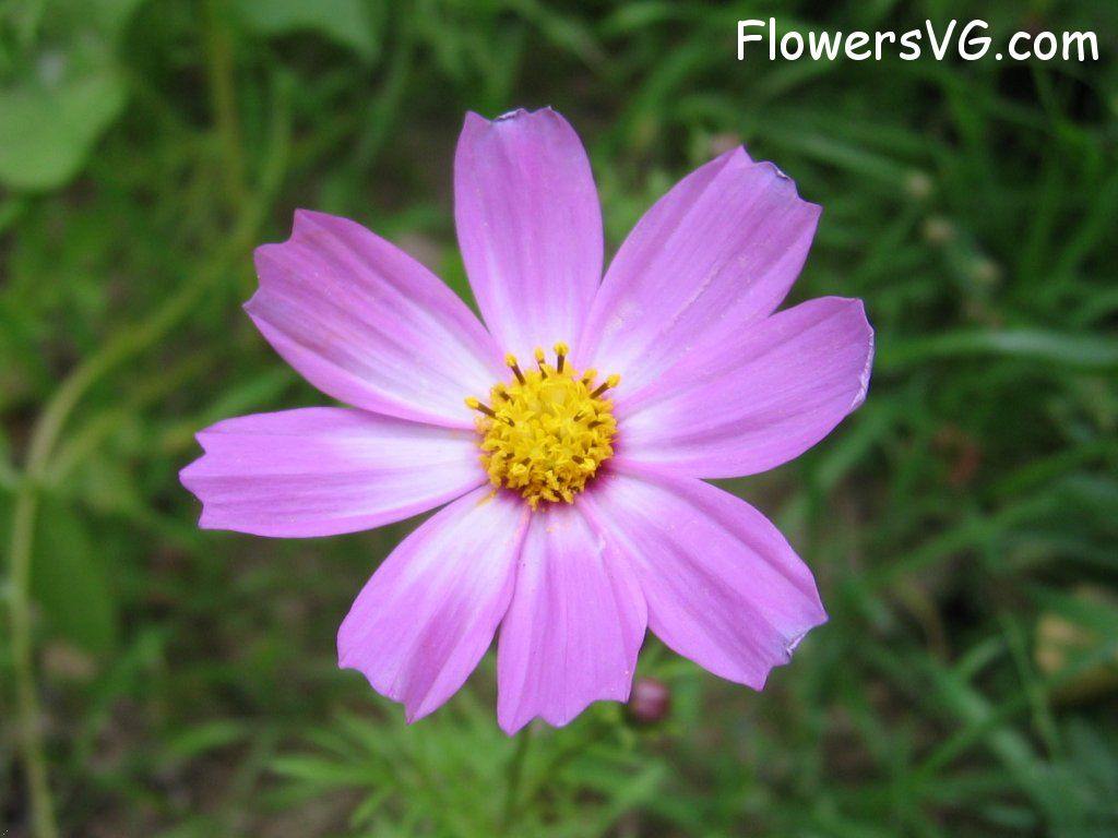 daisy flower Photo mflowers587.jpg
