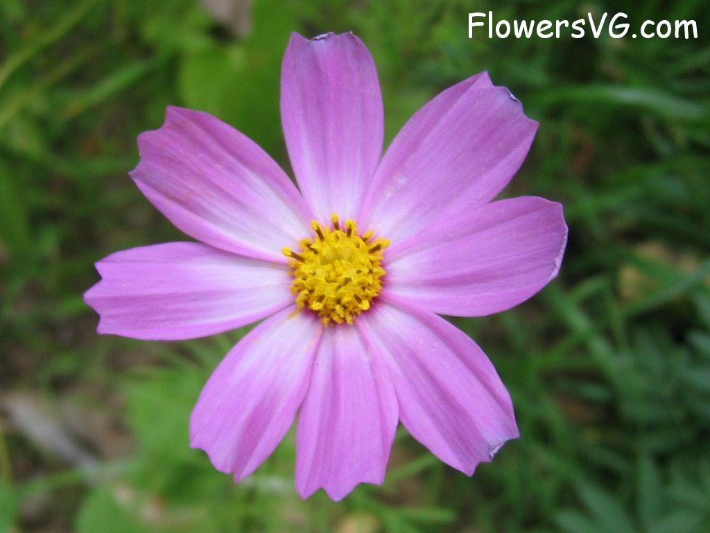 daisy flower Photo mflowers588.jpg