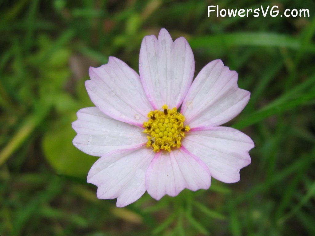 daisy flower Photo mflowers613.jpg