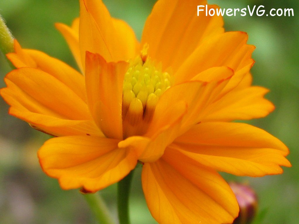 daisy flower Photo mflowers645.jpg