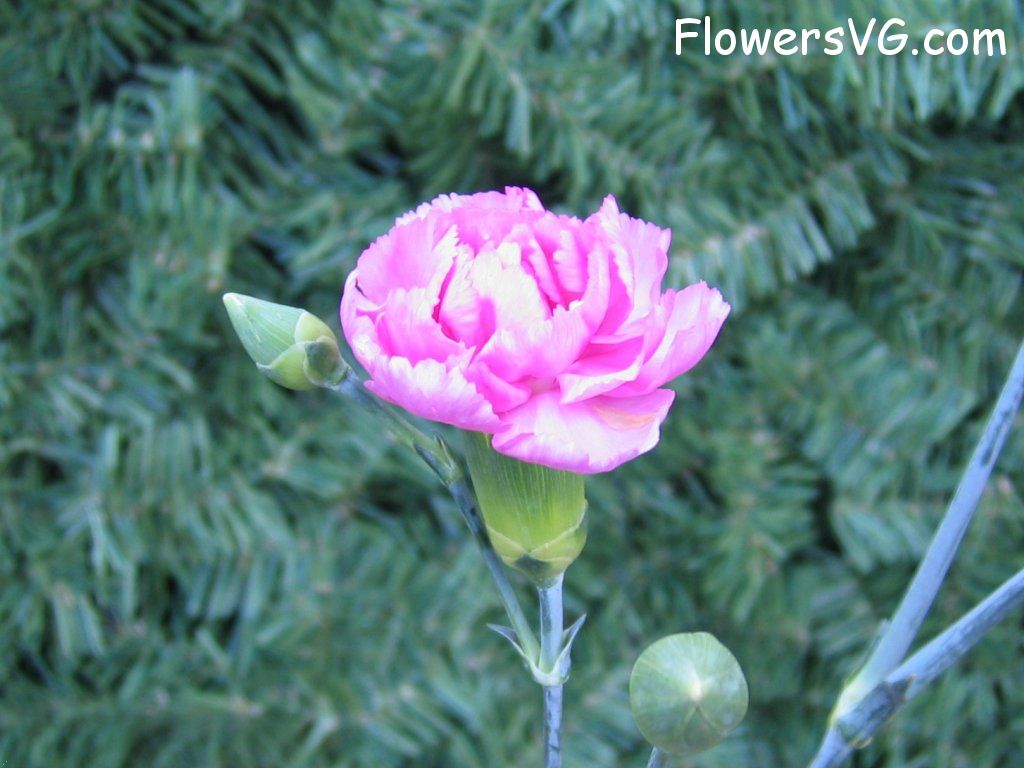 carnation flower Photo mflowers770.jpg