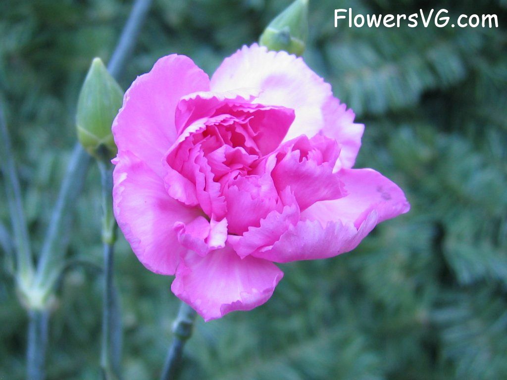 carnation flower Photo mflowers773.jpg