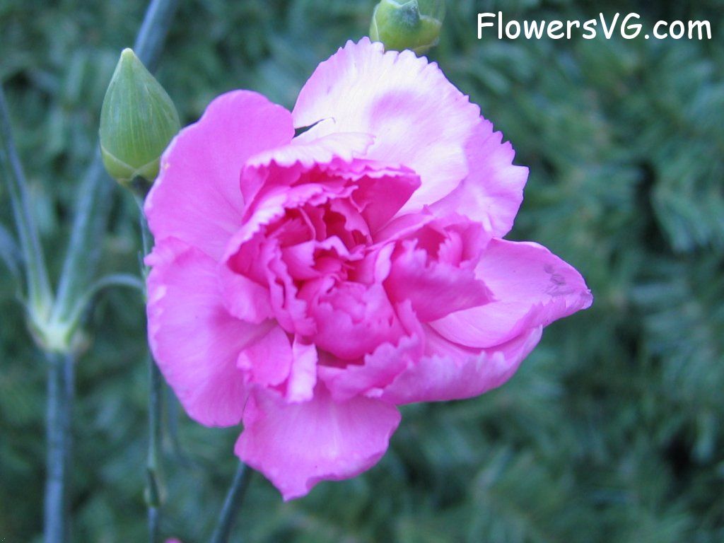 carnation flower Photo mflowers774.jpg