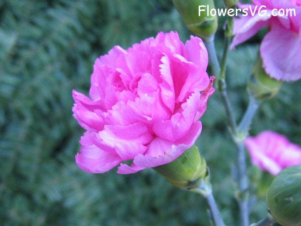 carnation flower Photo mflowers780.jpg