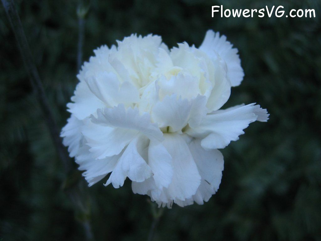 Carnation flower picture mflowers811.jpg