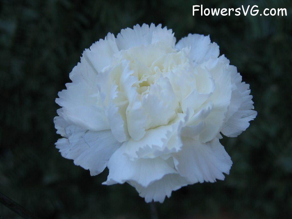 carnation flower Photo mflowers813.jpg