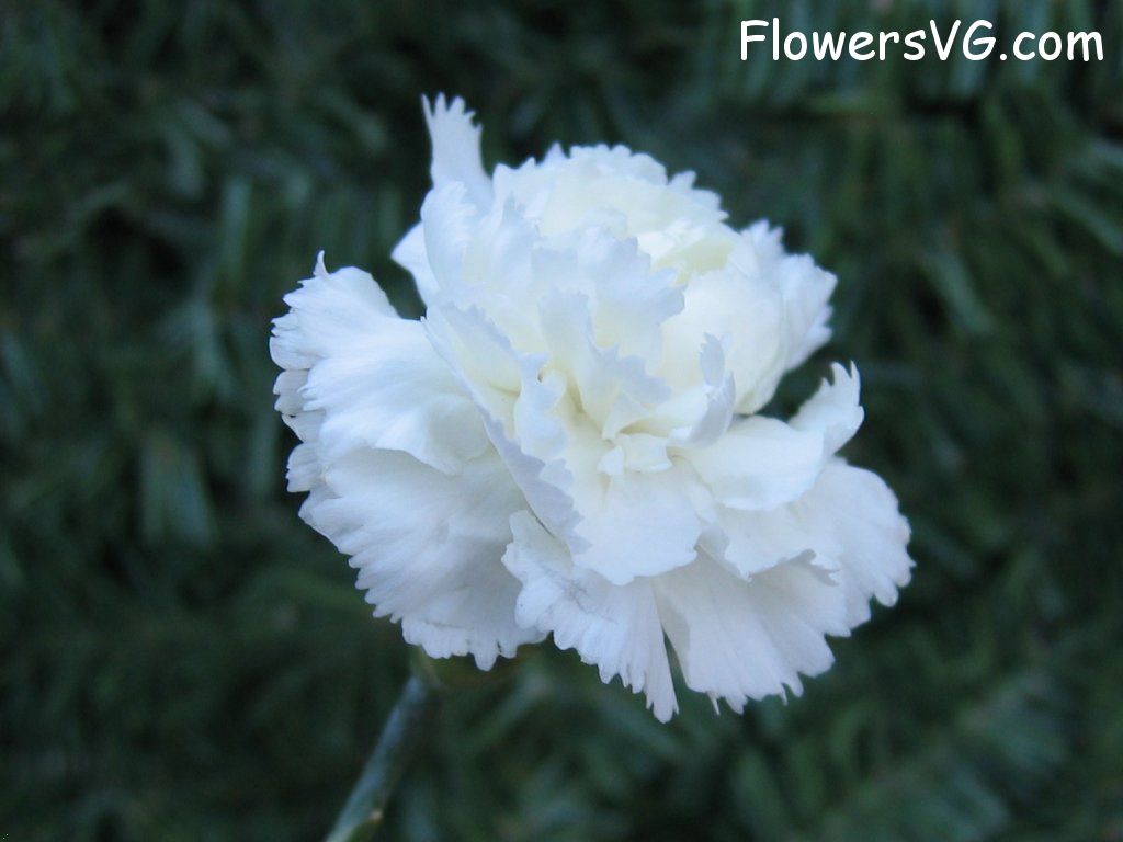 carnation flower Photo mflowers820.jpg