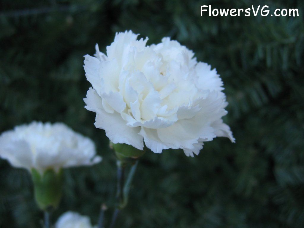 carnation flower Photo mflowers825.jpg
