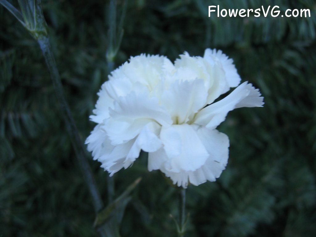 carnation flower Photo mflowers826.jpg