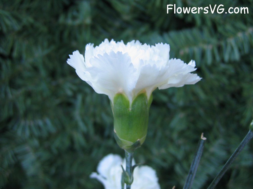 carnation flower Photo mflowers827.jpg