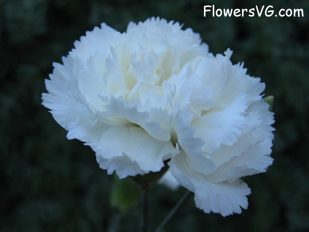 carnation flower Photo mflowers828.jpg