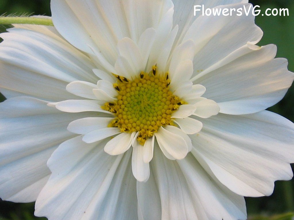 daisy flower Photo mflowers934.jpg