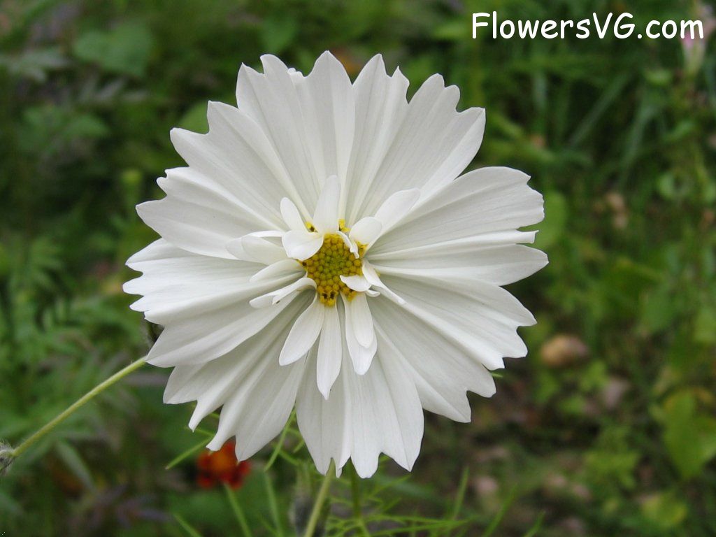 daisy flower Photo mflowers995.jpg