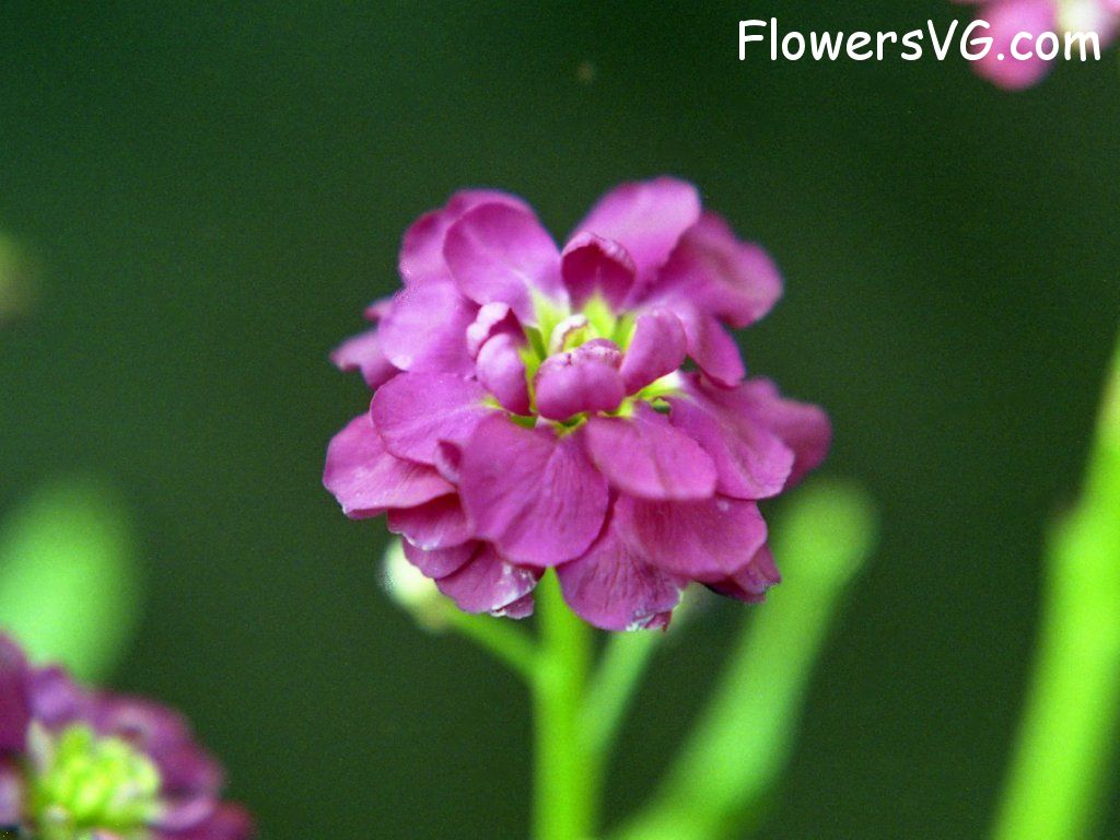 Photo n0flower010.jpg