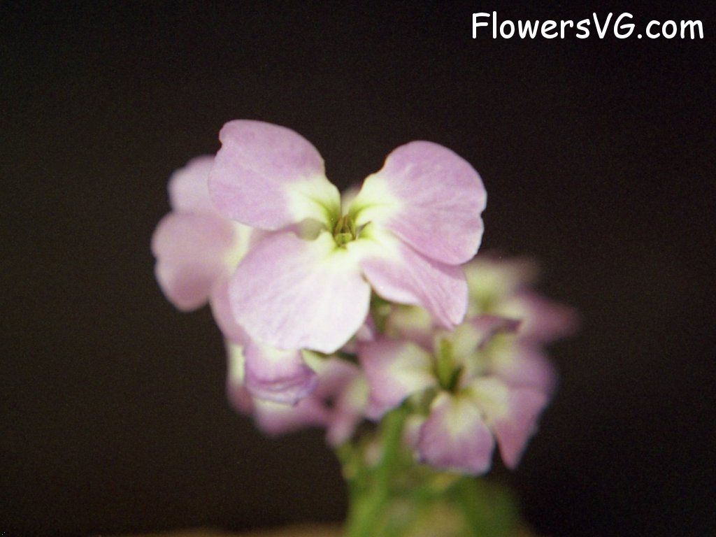 Photo n0flower012.jpg