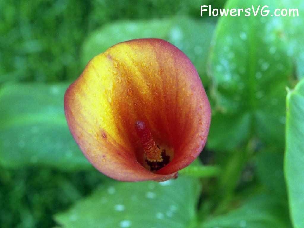 lily flower Photo n0flower023.jpg