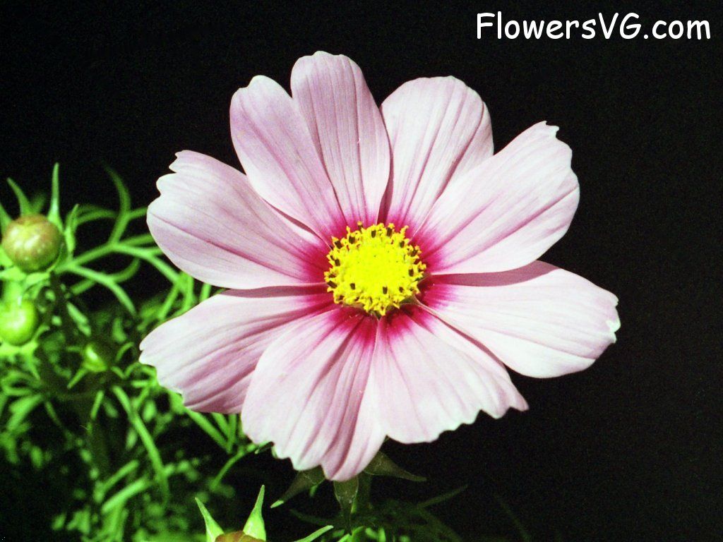 daisy flower Photo n0flower043.jpg